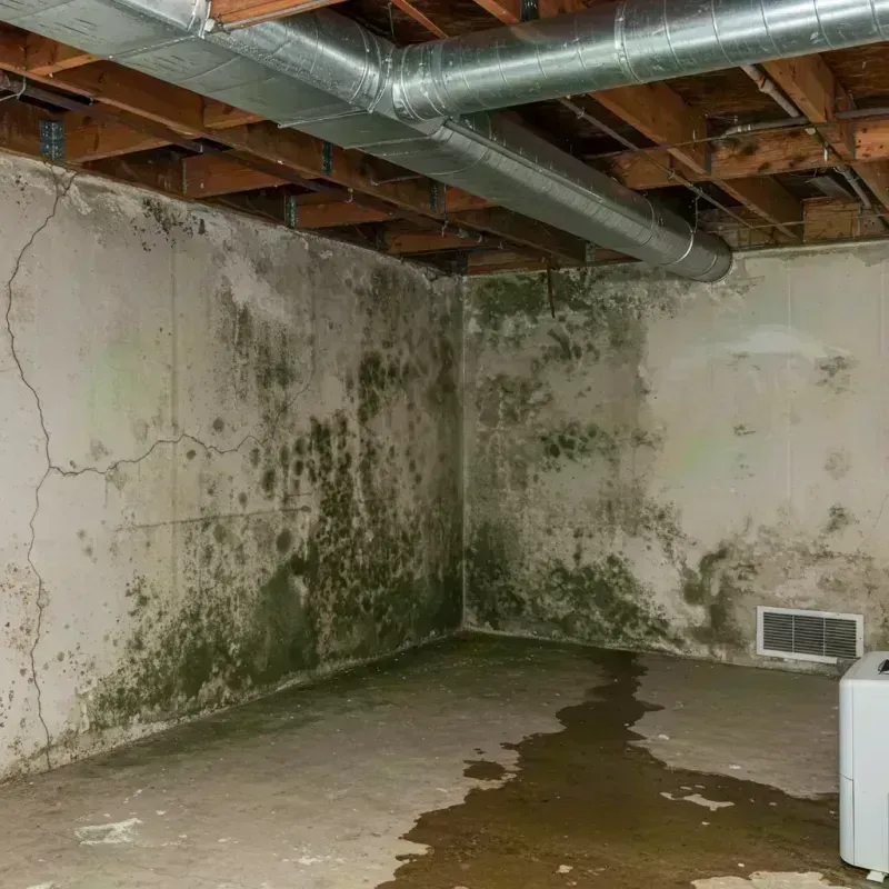 Professional Mold Removal in Knott County, KY